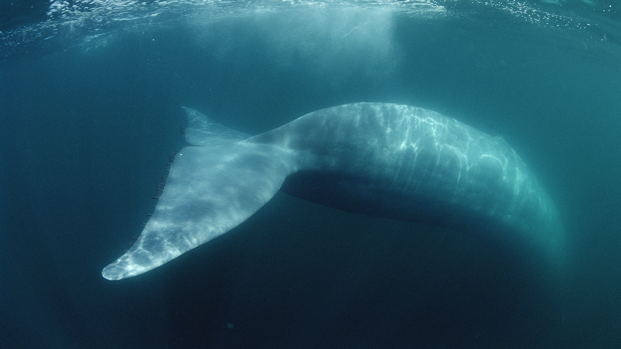 BlueWhale_01