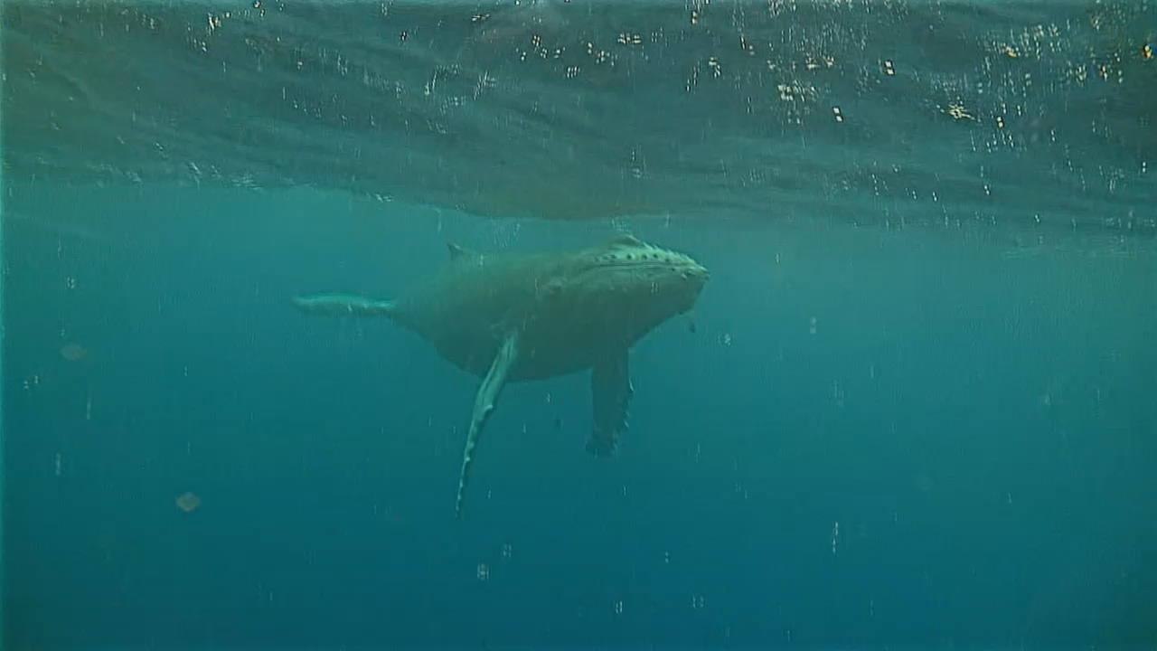 Humpback_Whale