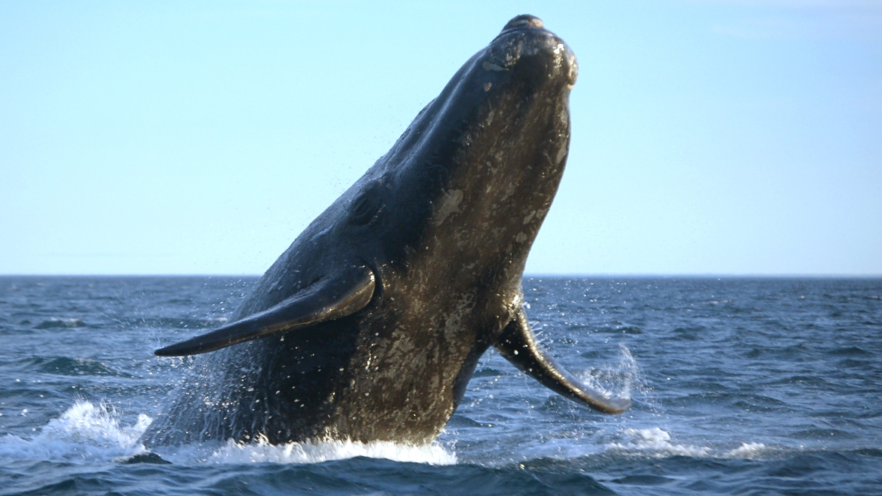 RightWhale_01